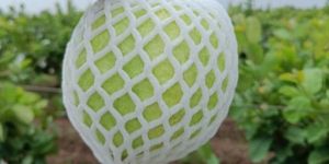 Fresh Guava