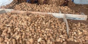 Semi Husked Coconuts