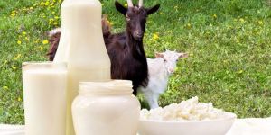 Goat Milk