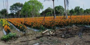 Orange Marigold Flowers