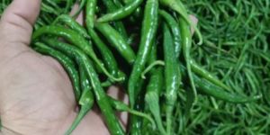 Green Chilli