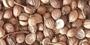 Corriander Seeds