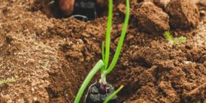 Agriculture Products