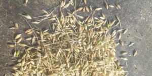 Barley Seeds