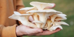 Oyster Mushroom