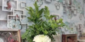 Fresh White Chrysanthemum Flowers