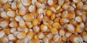Yellow Maize Seeds