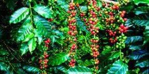 Wayanad Coffee without Pesticides Chemical