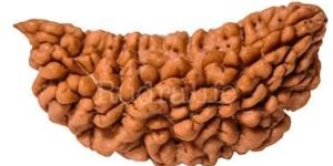 1 Mukhi Rudraksha