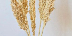 Dried Natural Sorghum Flower Sheaves