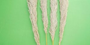 Dried Pampas Reed Grass
