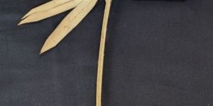 Sun Palm Leaf