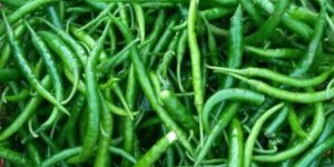 G4 Green Chilli