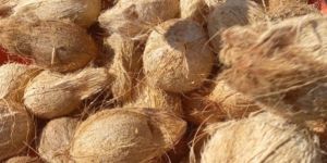 Semi Husked Coconut