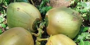 Tender Coconut