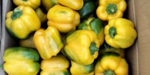 Yellow Capsicum