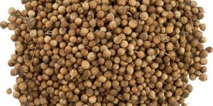 Coriander Seeds - Assam Bulgarian Type