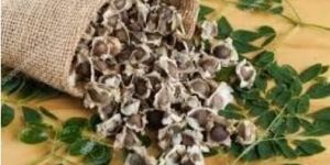 Moringa Seeds