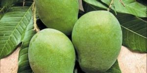 Green Organic Raw Mango