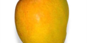 Organic Totapuri Mango