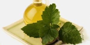 Patchouli Oil