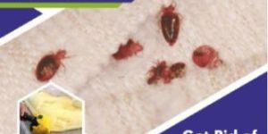 Bed Bug Control Services