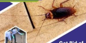 Cockroaches Pest Control Services