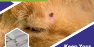 Ticks Pest Control Services