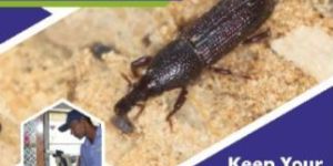 Wood Borer Control Services