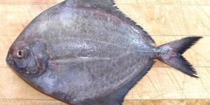 Black Pomfret