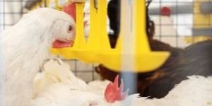 N-Tox (Step Towards Mobility Feed Supplement)