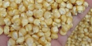 Maize Seeds White