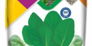 Spinach All Green Sadabahar