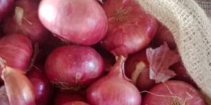 Fresh Red Onion