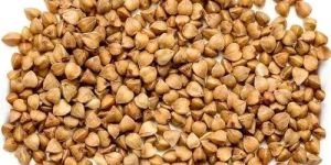 Organic Buckwheat Seeds