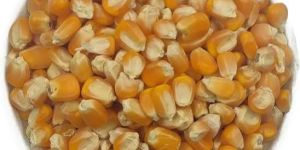 Maize