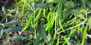 a Grade Green Chilli