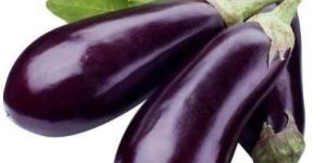 Fresh Brinjal