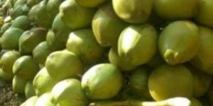a Grade Solid Green Tender Coconut