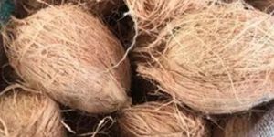 Whole Husked Coconut