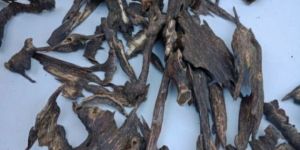Agarwood Chips