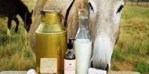 Donkey Milk