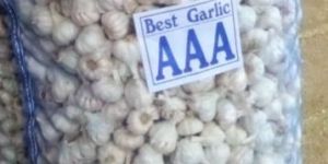 Garlic