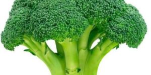 Fresh Broccoli