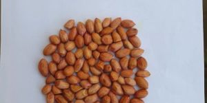 Peanut Oil Seeds