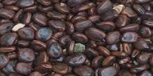 Tamarind Seeds