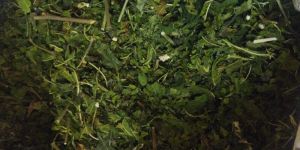 Mulberry Leaves