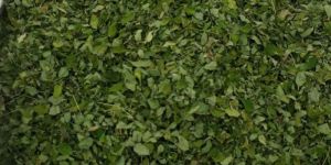 Moringa Leaves
