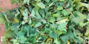 ORGANIC GRAPES LEAVES