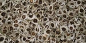 Moringa Seed